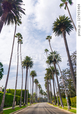 Iconic Beverly Hills street lined with towering palm trees under a bright sky 127455404