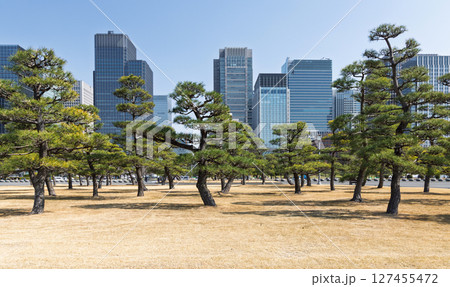 A serene view of the fir tree garden near Tokyo Imperial Palace A serene view of the fir tree garden near Tokyo Imperial Palace 127455472
