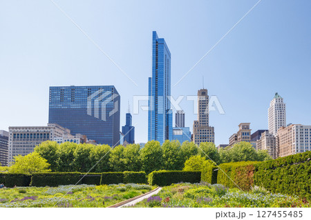 Sunny view of downtown Chicago with iconic skyscrapers rising above a lush green park Sunny view of downtown Chicago with iconic skyscrapers rising above a lush green park 127455485