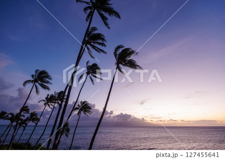 Stunning Hawaii ocean sunset with silhouettes of palm trees swaying against a vibrant sky Stunning Hawaii ocean sunset with silhouettes of palm trees swaying against a vibrant sky 127455641