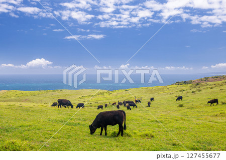 Cows grazing in a vibrant green meadow Cows grazing in a vibrant green meadow 127455677