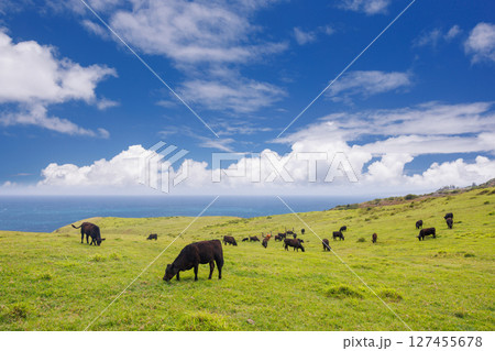 Cows grazing in a vibrant green meadow 127455678