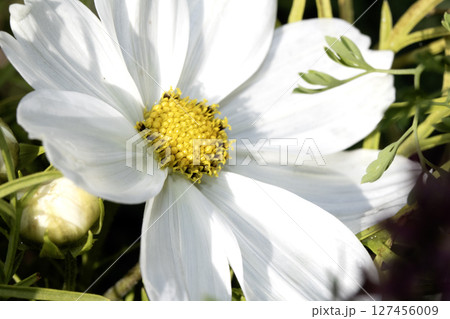 Close up of a white Cosmos daisy large white flower Close up of a white Cosmos daisy large white flower 127456009