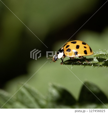 Close up of a UK British Ladybird or Ladybug Insect in the wild 127456025
