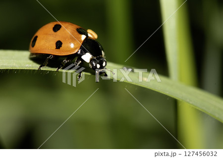 Close up of a UK British Ladybird or Ladybug Insect in the wild Close up of a UK British Ladybird or Ladybug Insect in the wild 127456032
