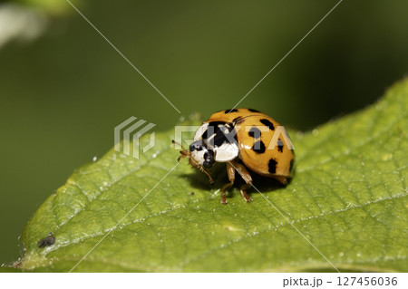 Close up of a UK British Ladybird or Ladybug Insect in the wild Close up of a UK British Ladybird or Ladybug Insect in the wild 127456036