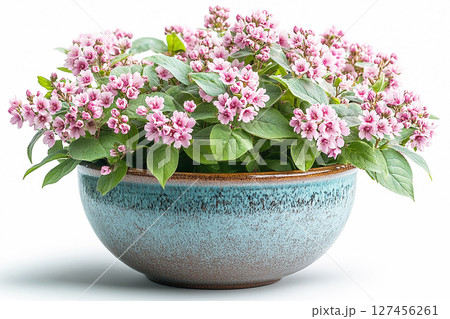 Big Weigela bush in rustic pot with fleshy leaves and pink flowers on a white background. 127456261
