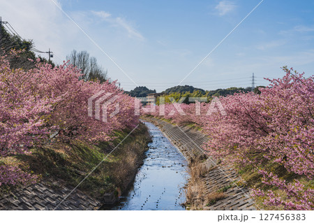 浜松市の東大山の河津桜の風景(静岡県) 127456383