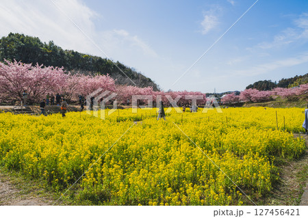 浜松市の東大山の河津桜の風景(静岡県) 浜松市の東大山の河津桜の風景(静岡県) 127456421
