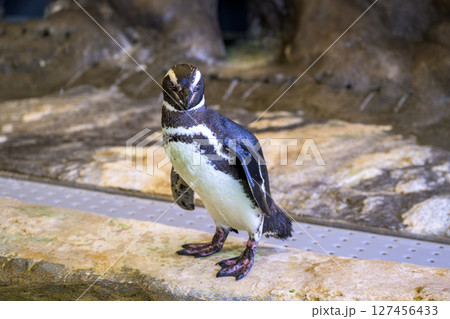 水族館でくつろぐかわいいペンギンの愛らしい姿 127456433