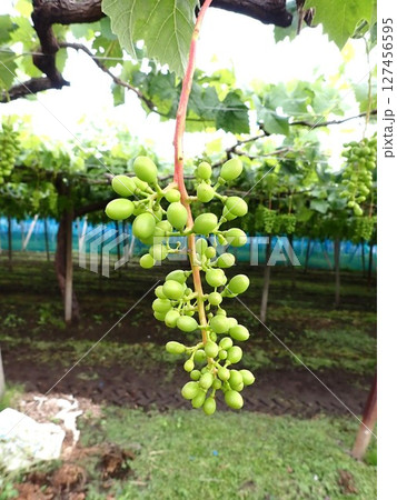 まだ青いシャインマスカット 127456595