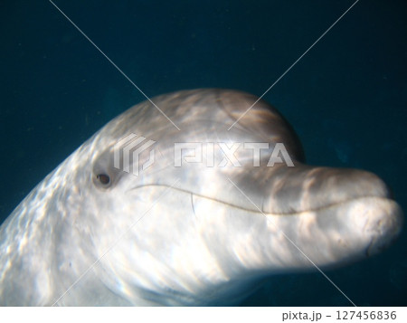御蔵島のイルカ　ドアップ 127456836