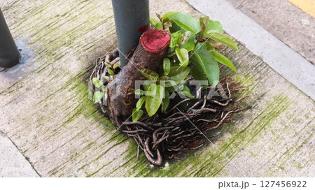 a small strange plant growing around a metal pole. The base of the pole features a cut section that has been painted red, contrasting with the natural elements surrounding it. a small strange plant growing around a metal pole. The base of the pole features a cut section that has been painted red, contrasting with the natural elements surrounding it. 127456922