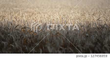 Field of wheat and rye. Textured abstract background banner 127456959