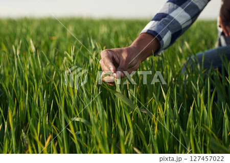 Close up view. Man's hand touching the grass on the agricultural field Close up view. Man's hand touching the grass on the agricultural field 127457022