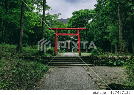 箱根の緑に映える公時神社の美しい鳥居と参道　神奈川県箱根町 127457123