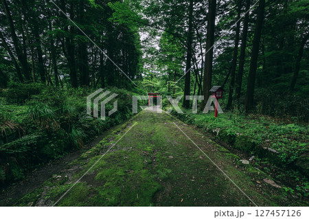 公時神社の自然豊かな緑道と赤い鳥居のコントラスト　神奈川県箱根町 127457126