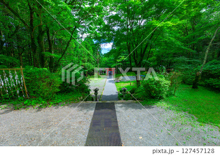 箱根の公時神社で森林に囲まれた神秘的な参道　神奈川県箱根町 127457128