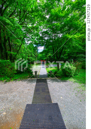 箱根の公時神社で森林に囲まれた神秘的な参道　神奈川県箱根町 127457129