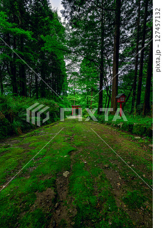 公時神社の自然豊かな緑道と赤い鳥居のコントラスト　神奈川県箱根町 127457132