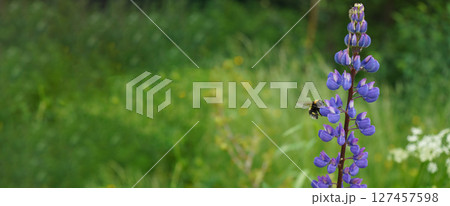 Bumblebee on a blooming lupine flower on a green background. summer Bumblebee on a blooming lupine flower on a green background. summer 127457598