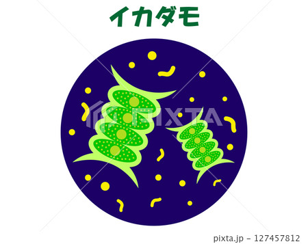 顕微鏡で観察したイカダモのイラスト素材 顕微鏡で観察したイカダモのイラスト素材 127457812