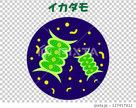 Illustration material of Ikadamo observed under a microscope 127457812