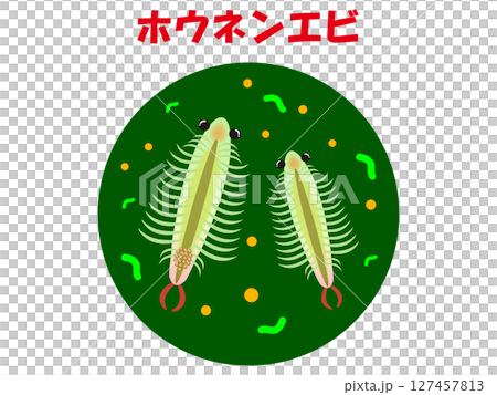 Illustration material of a shrimp observed under a microscope Illustration material of a shrimp observed under a microscope 127457813