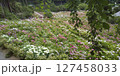 先初めの色とりどりのあじさい　一面のアジサイ 127458033
