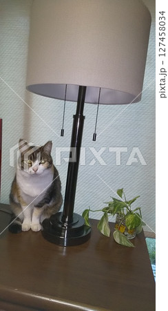 カメラ目線の三毛猫とランプ カメラ目線の三毛猫とランプ 127458034