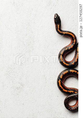 Colorful snake on a textured background with contrasting colors Colorful snake on a textured background with contrasting colors 127458297