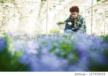 Purple colored flowers. Young man with curly hair and in glasses is in greenhouse Purple colored flowers. Young man with curly hair and in glasses is in greenhouse 127458428