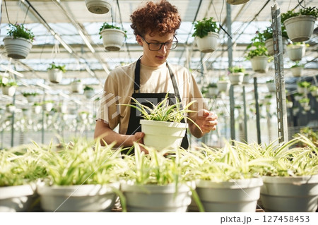 In working uniform. Young man with curly hair and in glasses is in greenhouse In working uniform. Young man with curly hair and in glasses is in greenhouse 127458453