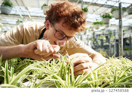 Focused by cutting plants. Young man with curly hair and in glasses is in greenhouse Focused by cutting plants. Young man with curly hair and in glasses is in greenhouse 127458588