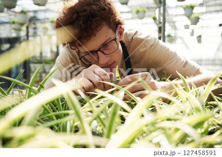 Conception of flowering. Taking care of plants. Young man with curly hair and in glasses is in greenhouse 127458591