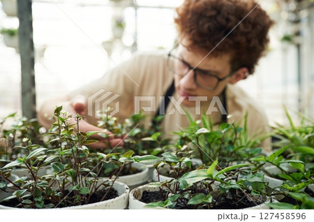 Touching and checking flowers that are still in growth. Young man with curly hair and in glasses is in greenhouse Touching and checking flowers that are still in growth. Young man with curly hair and in glasses is in greenhouse 127458596