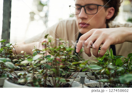 Professional worker is taking care of plants. Young man with curly hair and in glasses is in greenhouse Professional worker is taking care of plants. Young man with curly hair and in glasses is in greenhouse 127458602