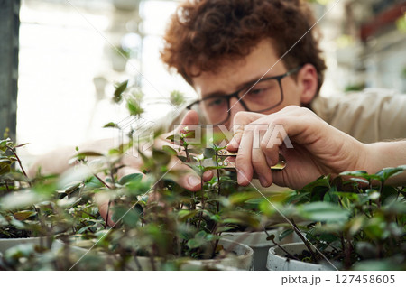 Focused view. Cropping the plants. Young man with curly hair and in glasses is in greenhouse 127458605