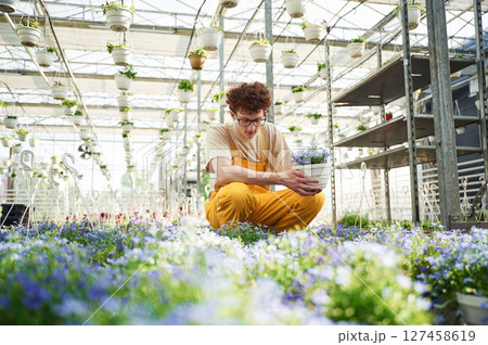 Purple colored flowers in pots. Young man with curly hair and in glasses is in greenhouse Purple colored flowers in pots. Young man with curly hair and in glasses is in greenhouse 127458619