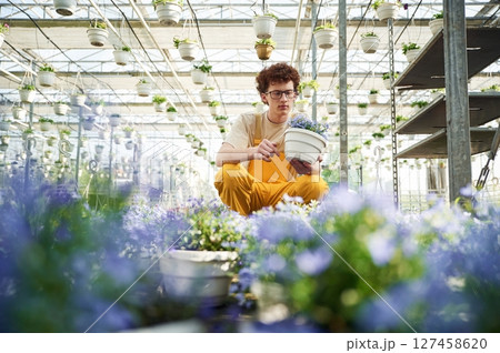 Purple colored flowers in pots. Young man with curly hair and in glasses is in greenhouse Purple colored flowers in pots. Young man with curly hair and in glasses is in greenhouse 127458620