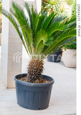 Decorative palm in black planter outdoors. Tropical landscaping, urban greenery, and modern courtyard aesthetics. Decorative palm in black planter outdoors. Tropical landscaping, urban greenery, and modern courtyard aesthetics. 127459007