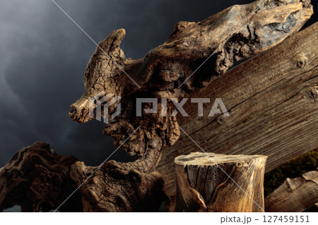 Composition with natural wooden snags and dry stump for advertising eco products. 127459151
