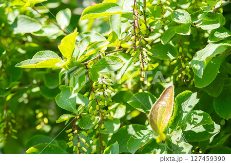 Close Up of Green Leaves and Small Ripening Barberry Berries on a Bush Branch, Bathed in Sun. Close Up of Green Leaves and Small Ripening Barberry Berries on a Bush Branch, Bathed in Sun. 127459390