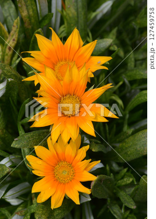 ジャノメクンショウギク 127459758