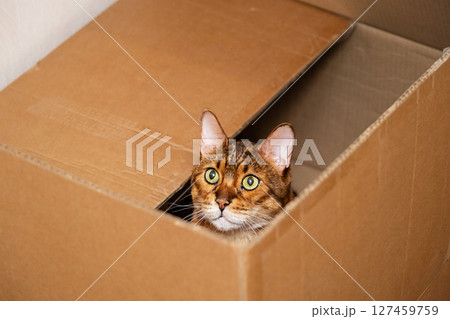 Cute Cat Peeking Out of Cardboard Moving Box. Pet Playing Hide and Seek. Animal Curiosity and Playful Behavior. 127459759