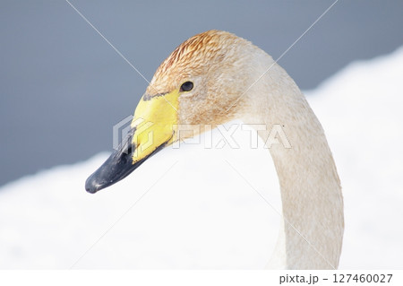 水草の色素に染まった北海道の春に訪れるハクチョウ 水草の色素に染まった北海道の春に訪れるハクチョウ 127460027