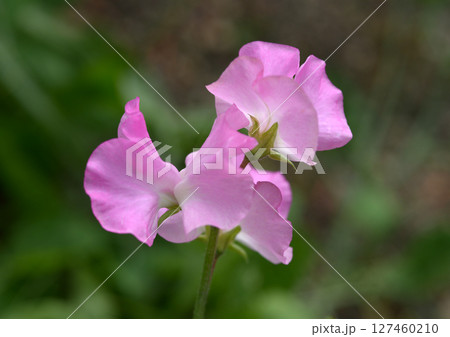 ピンクのスイートピー 127460210