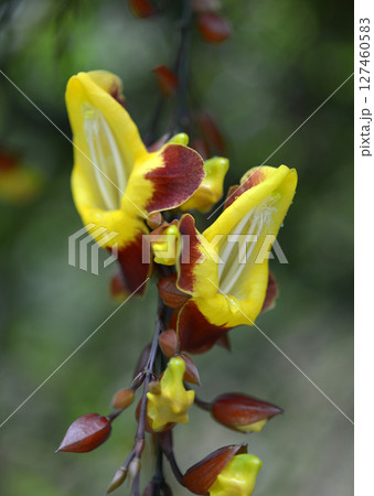 ツンベルギア・マイソレンシス 127460583