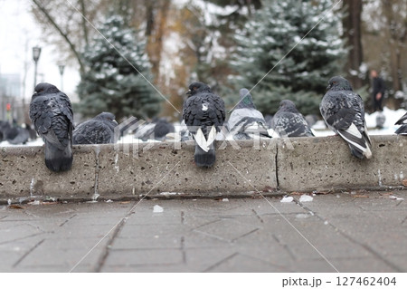 Three pigeons sit on a curb in a park in winter. 127462404