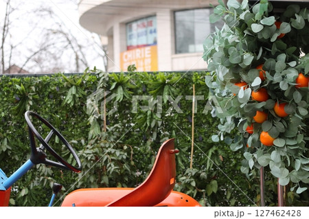 Decorating the street with artificial oranges. Decorating the street with artificial oranges. 127462428
